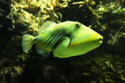 Close-up of fish swimming in sea