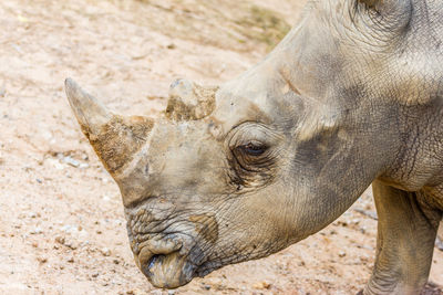 Close-up of a elephant