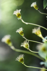 Close-up of flower