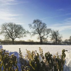 Bare trees on field against sky during winter