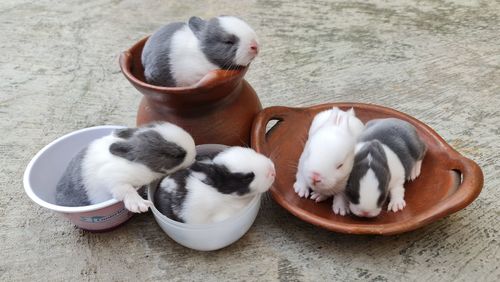 High angle view of cats in bowl