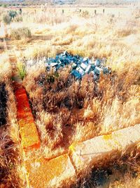 High angle view of plants growing on land