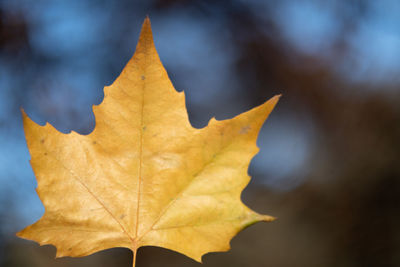 Close-up of yellow maple leaf