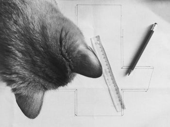 Cat looking away