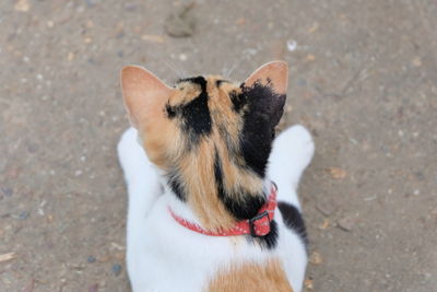 High angle view of dog looking away in city