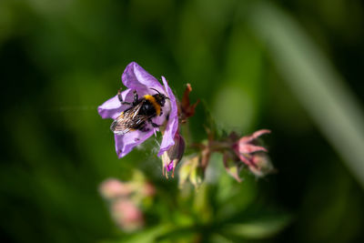 Close-up of insect on purple flower