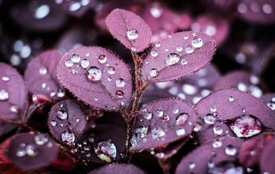 Close-up of wet purple flowering plant