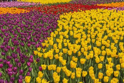 Colorful flowers in field