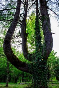 Low angle view of tree in forest