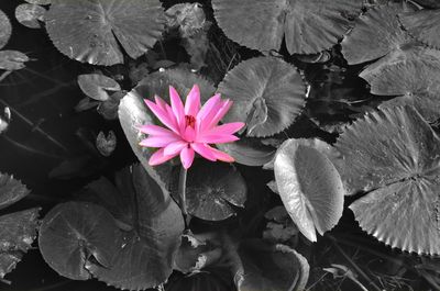 High angle view of lotus water lily