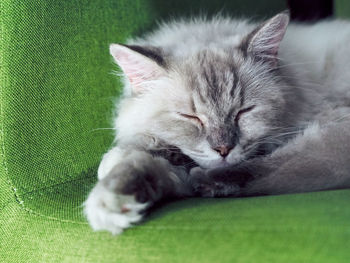 Close-up of cat sleeping