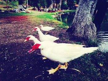 animal themes