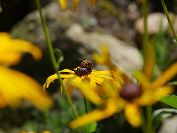 Close-up of bee on yellow flower