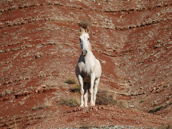 White horse standing on red earth