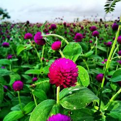 Close-up of pink flowers