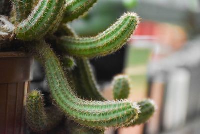 Close-up of succulent plant over indoors