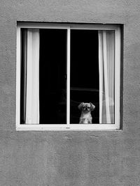 Cat looking through window in a building