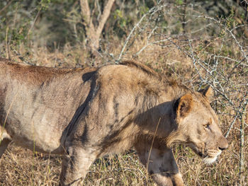 Side view of a cat in forest