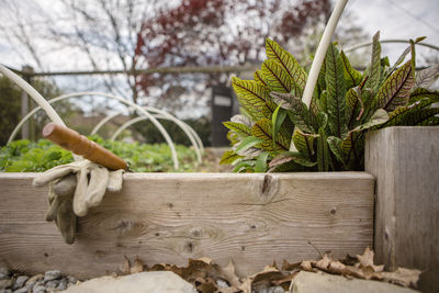 Close-up of plant growing in basket