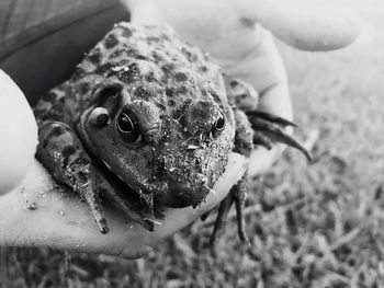 Close-up of hand holding crab