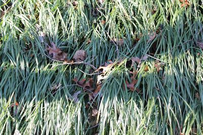 Full frame shot of lizard