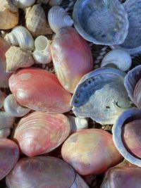 Full frame shot of shells