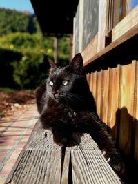 Close-up portrait of cat on wood