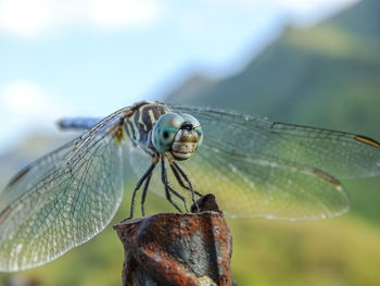 Close-up of damselfly on leaf