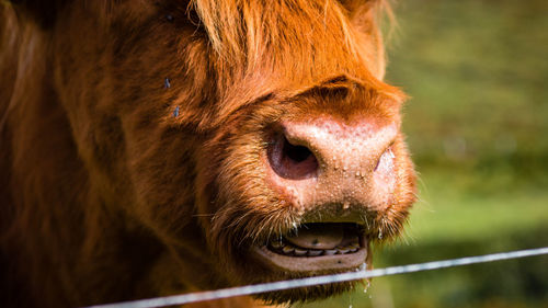 Cropped image of highland cattle
