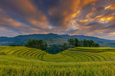 Scenic view of agricultural field against cloudy sky