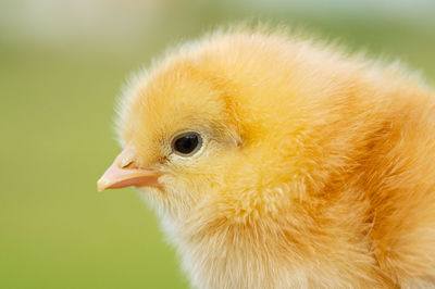 Close-up of a bird