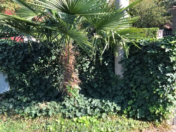 Plants growing on tree