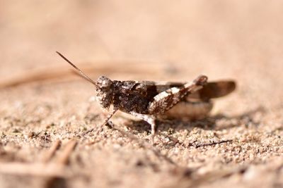 Close-up of insect on land