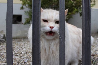 Close-up portrait of a cat