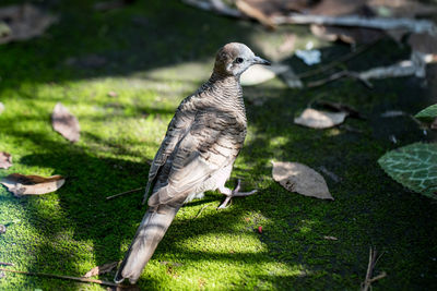 Bird perching on a field