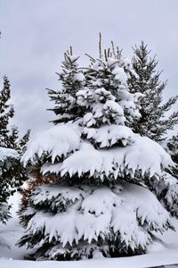 Close-up of snow covered tree against sky