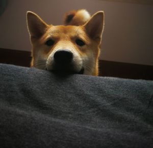 Close-up portrait of a dog at home