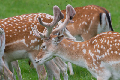 Close up of a herd of fallow deer 