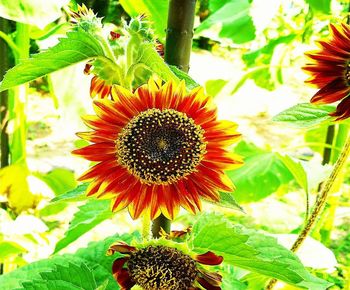 Close-up of sunflower