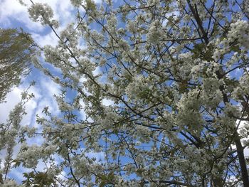 Low angle view of cherry blossom tree