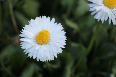 Close-up of white flowering plant