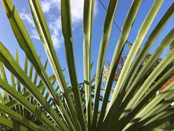 Close-up of palm tree against sky