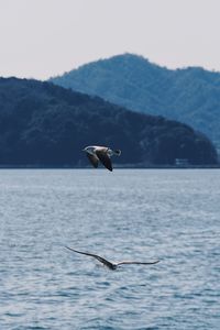 View of seagull flying over sea