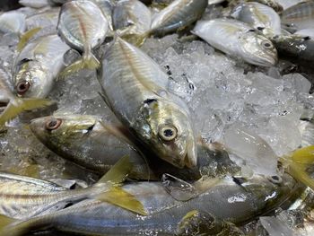 Close-up of fish for sale in market