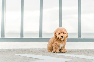 Portrait of dog standing by fence