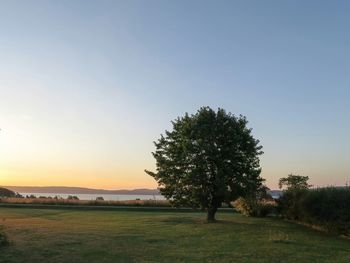 Scenic view of field against clear sky