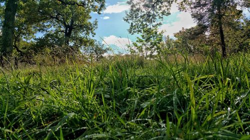 Trees on grassy field against sky