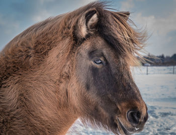 Close-up of horse on snow against sky