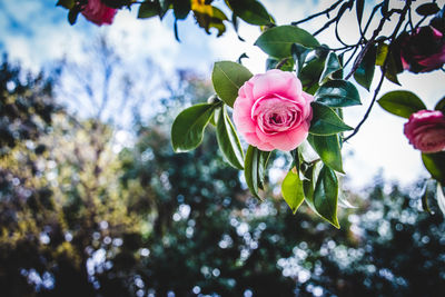 Close-up of pink rose