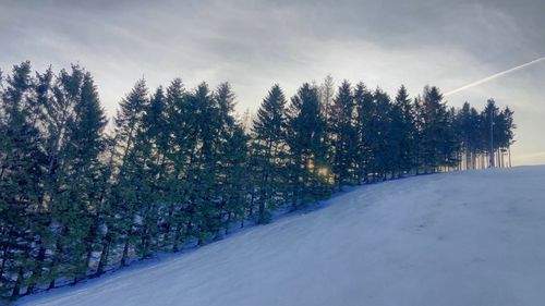 Snow covered road amidst trees against sky